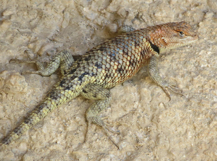 Yellow-backed Spiny Lizard